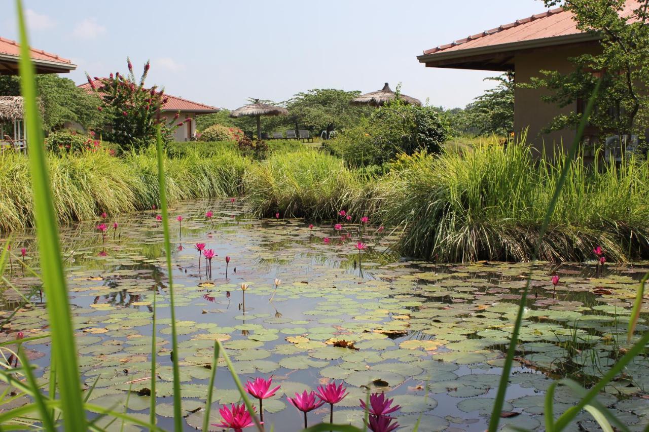 Hibiscus Garden Hotel Tissamaharama Eksteriør billede